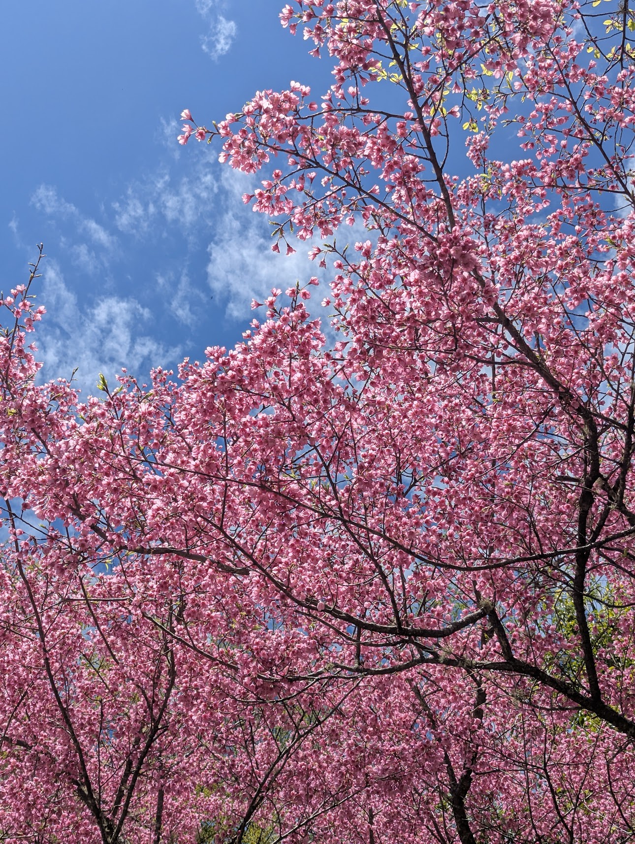 Cherry Blossoms